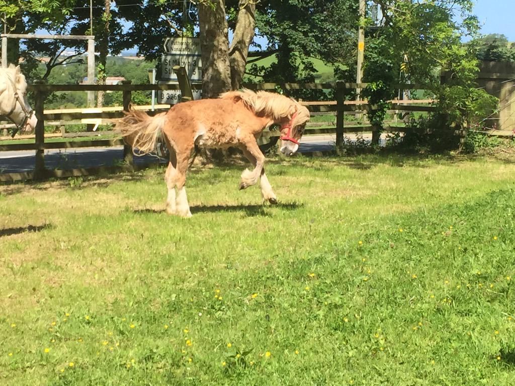 For you <a href="/YeatesJM/">Jaye Y.</a> Skye is so excited about her sponsorship she's jumping for joy!