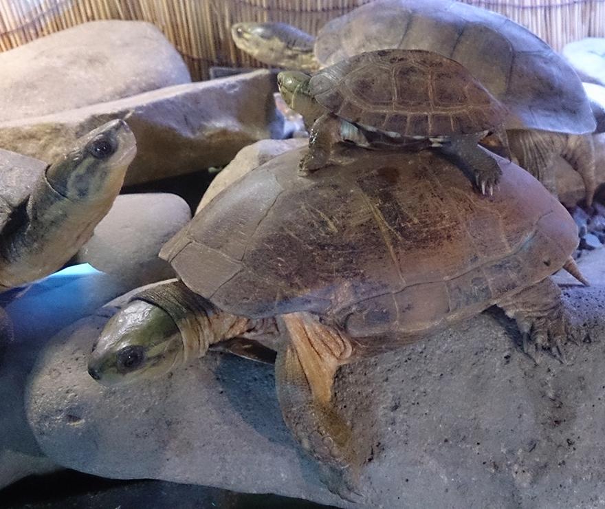 親亀の背中に小亀をのせて～】 「山紫水明ゾーン」の「ミナミイシガメ