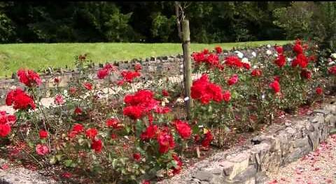 Readh123R's tweet photo. ﺻﺒﺎﺡ ﺍﻟﻮﺭﺩ http://t.co/HqLPR5rO9d