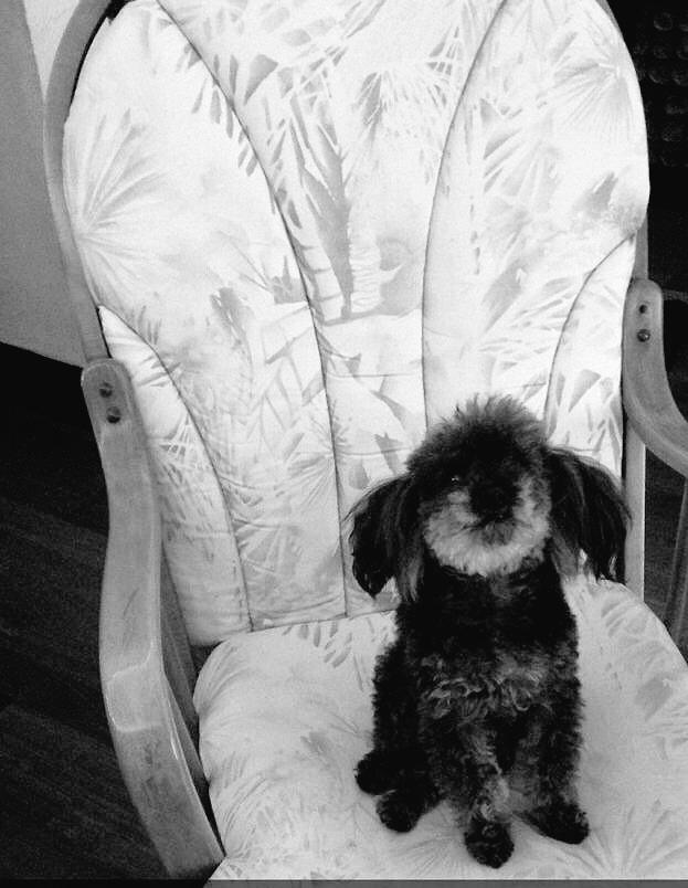 mishisanchez's tweet photo. And how do you feel about that? #psychdog http://t.co/WMRQv3QwRs