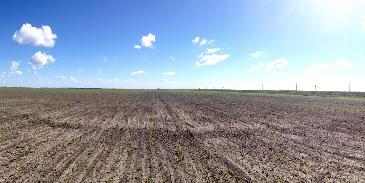 GreenSquareAC's tweet photo. That's a lot of exposed soil, if ever a place was ready for mintill / direct drill... http://t.co/cGfu6v6iBH