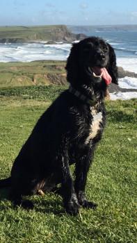 DogLost Cornwall tweet media