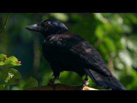 _Yorkie's tweet photo. Are crows the ultimate problem solvers? - Inside the Animal Mind: Episode 2 - BBC... http://t.co/5fd86t7Uww #staged http://t.co/8HiBA4YDPB
