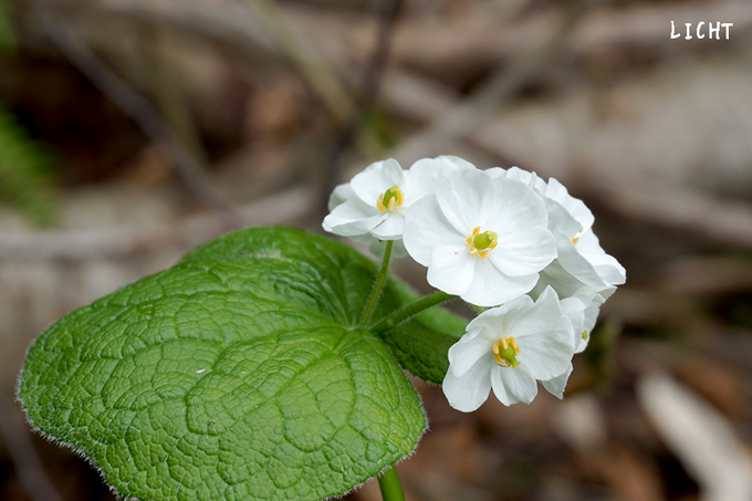 サンカヨウ濡れると花びらが透明に Feely フィーリー
