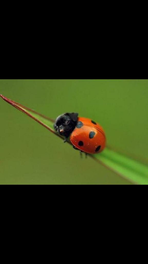 DakmakA's tweet photo. Waow Edgar @pewdiepie http://t.co/t7p4KWBj56