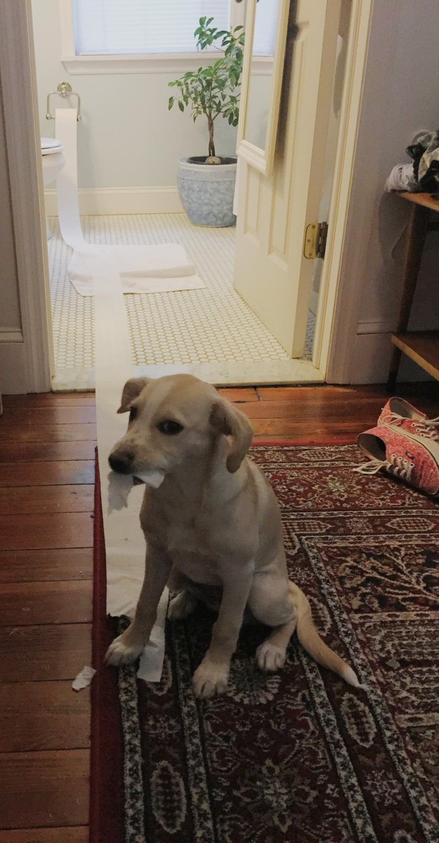 HolidogTimes's tweet image. So busted!!!

via imgur.com/gallery/MGWO1Hu