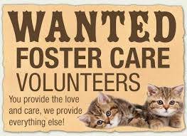 angelsrescue's tweet image. #WANTED Dog &amp;amp; Cat Fosters. Fostering is #fun &amp;amp; helps save lives! #Foster #AdoptDontShop   angelsrescue.org/foster