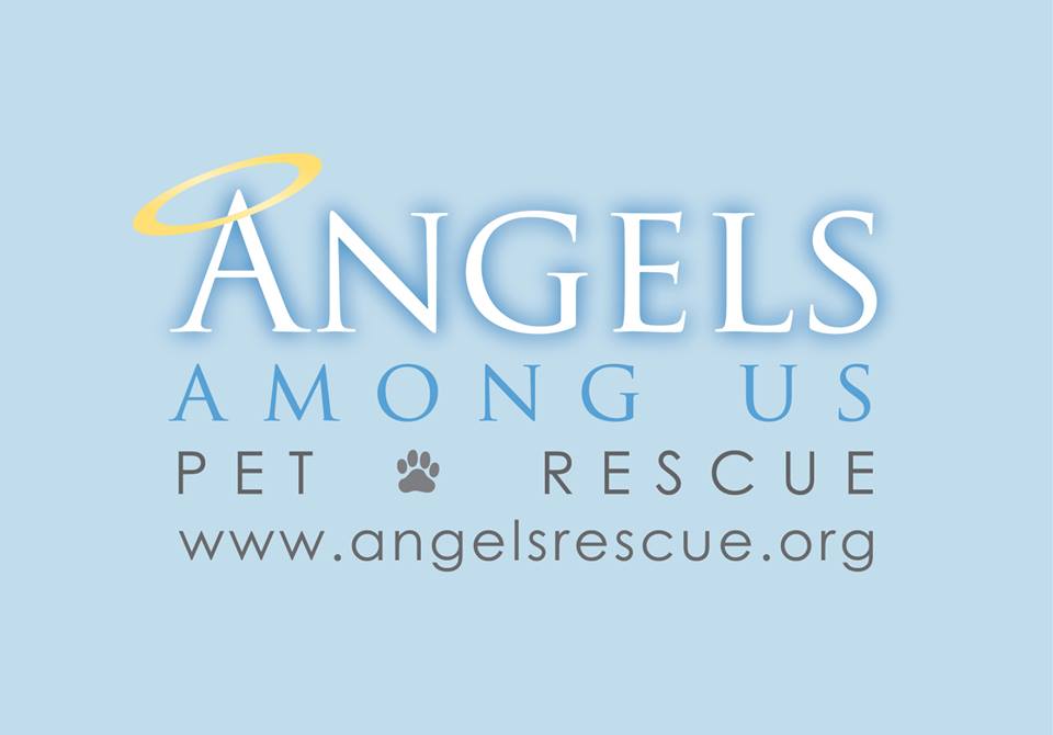 angelsrescue's tweet image. #WANTED Dog &amp;amp; Cat Fosters. Fostering is #fun &amp;amp; helps save lives! #Foster #AdoptDontShop   angelsrescue.org/foster