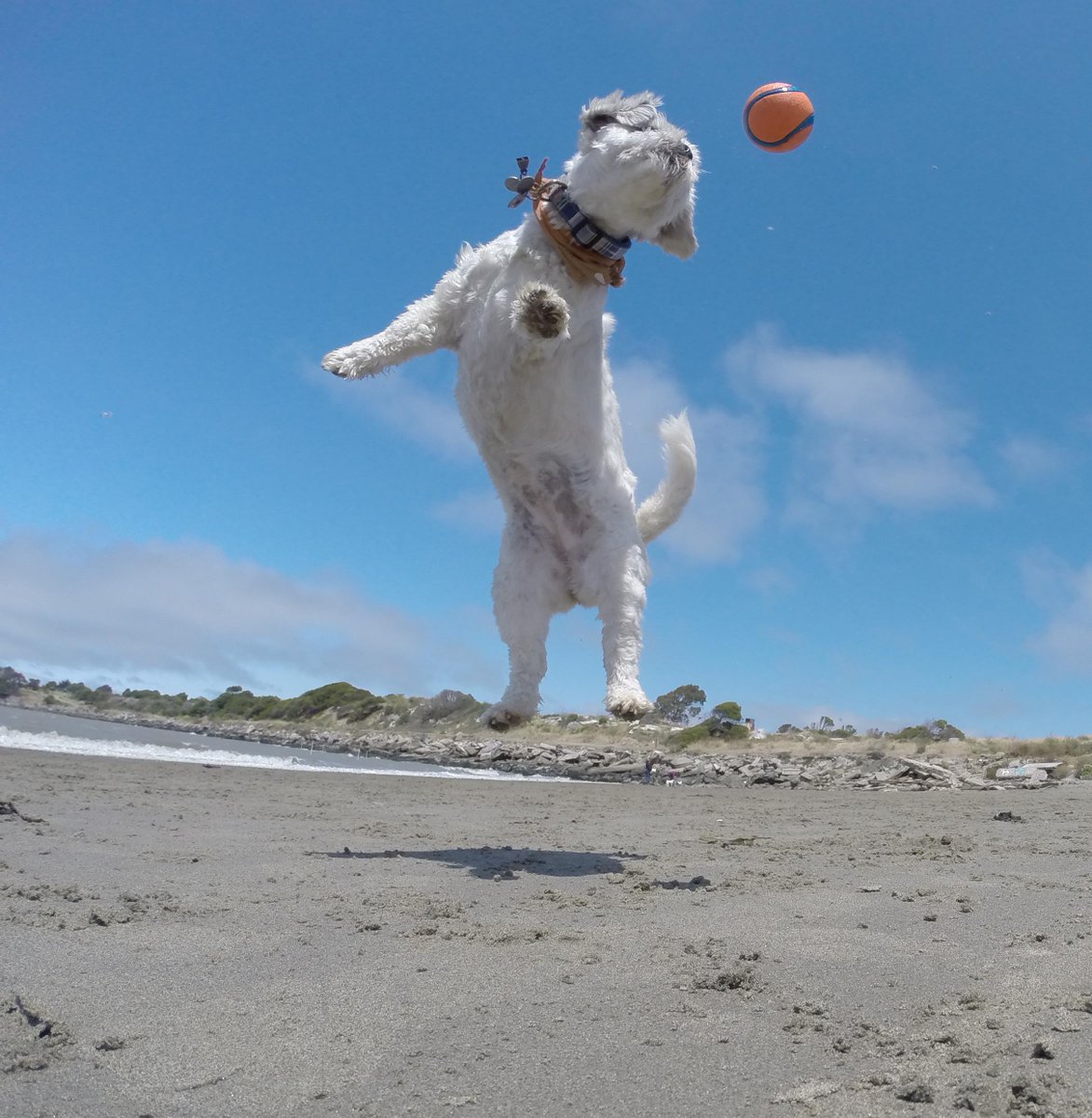 GoProCharlie1's tweet photo. @coconut_cam #coconutcam #shihtzu #bayarea #bayareadogs #bayareadogvideos #goprodogs #quirkeley http://t.co/pQAC4IWxAQ