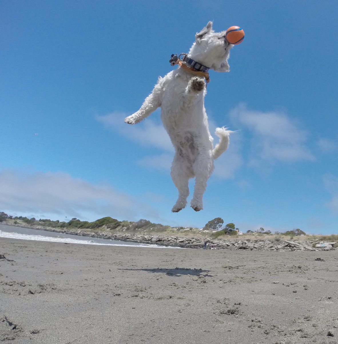 GoProCharlie1's tweet photo. @coconut_cam #coconutcam #shihtzu #bayarea #bayareadogs #bayareadogvideos #goprodogs #quirkeley http://t.co/pQAC4IWxAQ