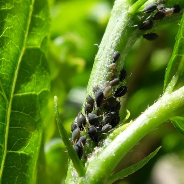 fabiobruna's tweet image. Een kudde! #aphidoidea instagram.com/p/3ob5WdvMaa/