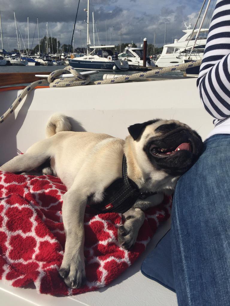 Sunday afternoon sunshine on the hamble #puglife
