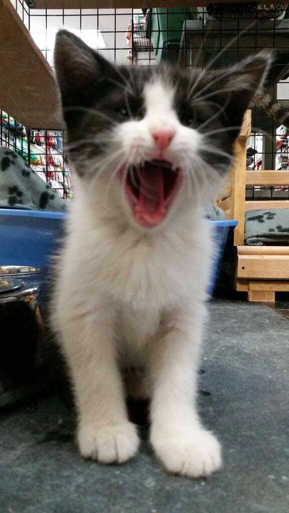 MssHumane's tweet photo. Meet Rosie the kitten, she is in need of a forever home, she's at Global Pet Foods if you want to have a look! http://t.co/BePf9B31ak
