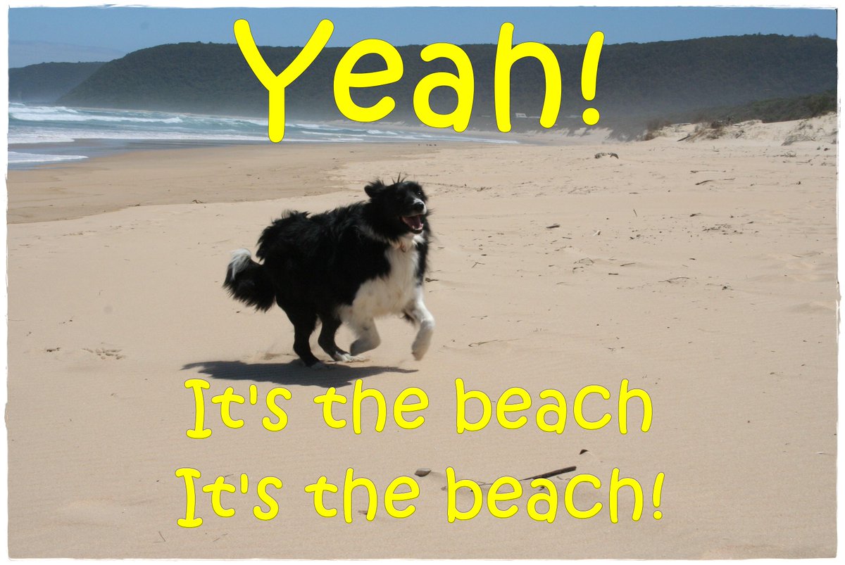 TonyGWriter's tweet image. #dogs #bordercollie #beach 
Been to the beach again!
Read about it: wp.me/p5TMu1-aH