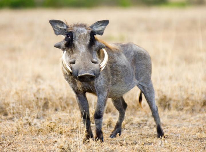 diasdecaza's tweet image. ¿Quién se apunta? #Facos #Sudáfrica #Caza #CazayConservacion #Naturaleza