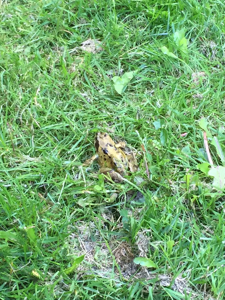 Woodyjackgray's tweet photo. Omg I found a frog In the garden! #jumpingthing #didnttouchit #garden #nature http://t.co/S3bfmy4rWE