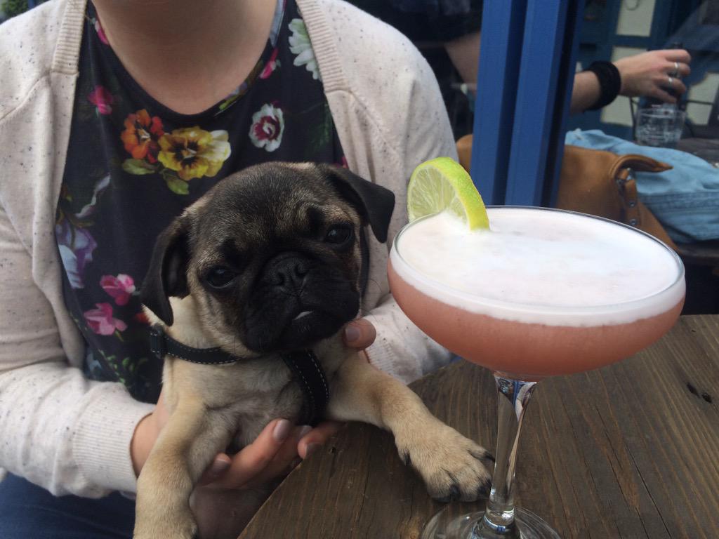 RalphiePug's tweet photo. Jspenaifgca...... #knowtheonethatsonetoomany #puppy #pug http://t.co/4VsM1dB1S5