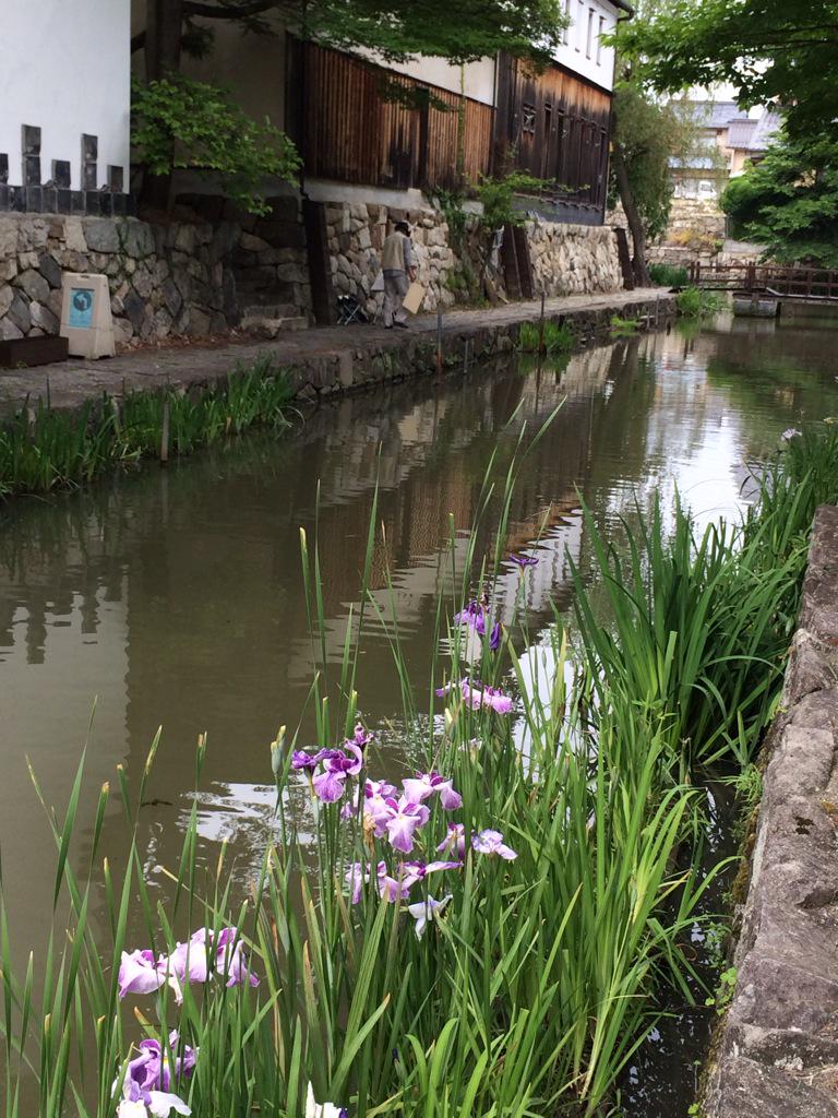 assam_h's tweet image. 八幡山城跡と八幡堀♪水郷も行きたかった♪