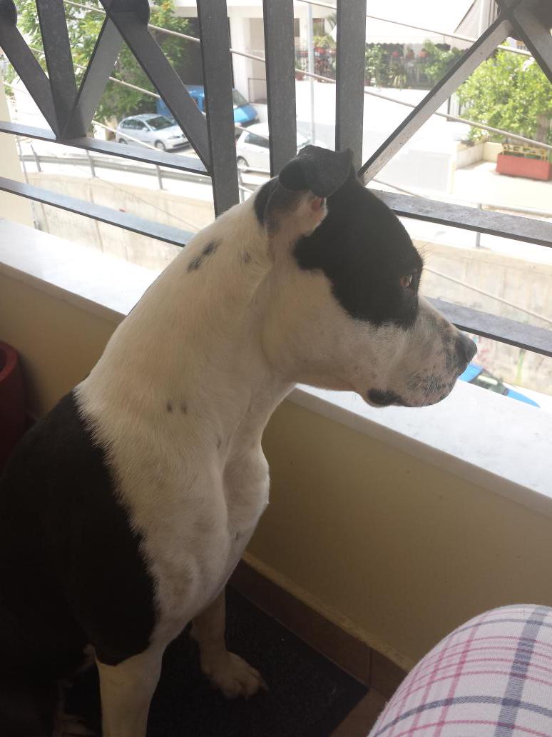 dm_enslin's tweet image. My baby girl! You've been in my life for 2 years and I cherish every moment! &amp;lt;3 #dontbullymybreed #UnconditionalLove