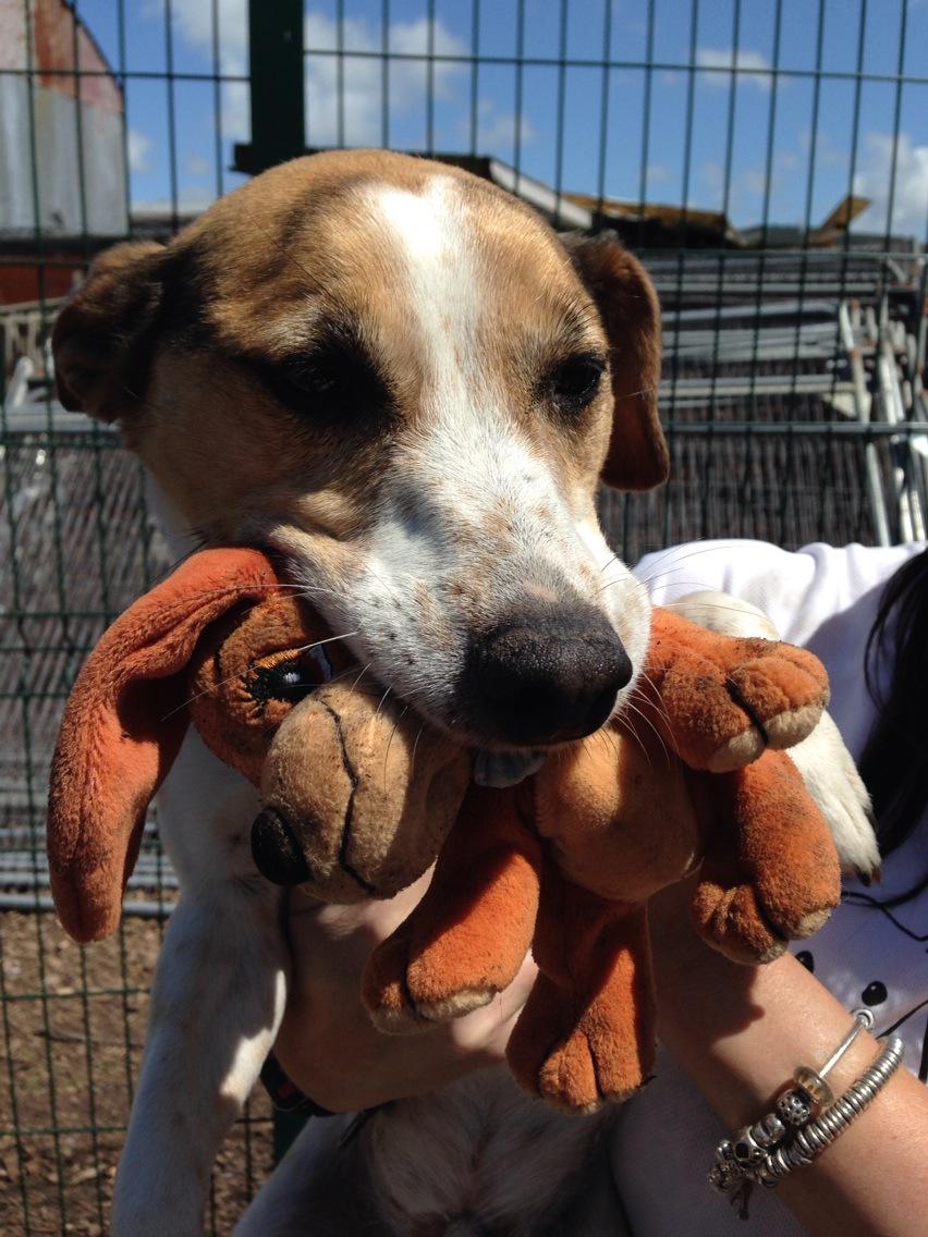 NWDogRescue's tweet image. Ollie comes complete with small teddy that he refused to let go of while I took his photo 😂😂😂 Fab home needed pls