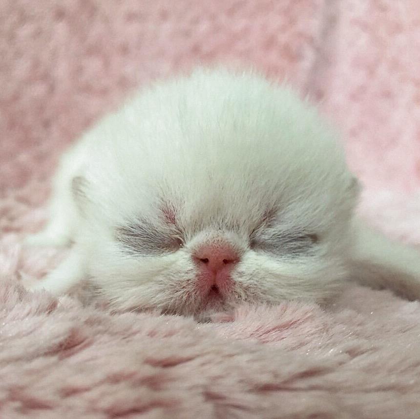 Fifth Love Cattery Fifthlovecats Twitter Fifth Love Cattery Fifthlovecats Twitter