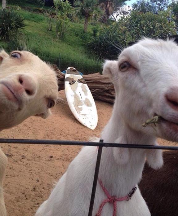  happy birthday Geoff, here are some goats taking a selfie# for you     