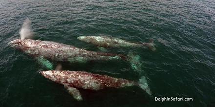 Drone captures stunning footage of very special whale family. ow.ly/NVETe