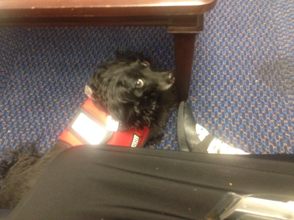 MollybDog's tweet photo. The other day waiting with mommy and an #2015ACI person in A representative's office. http://t.co/EBRW6xKgLz