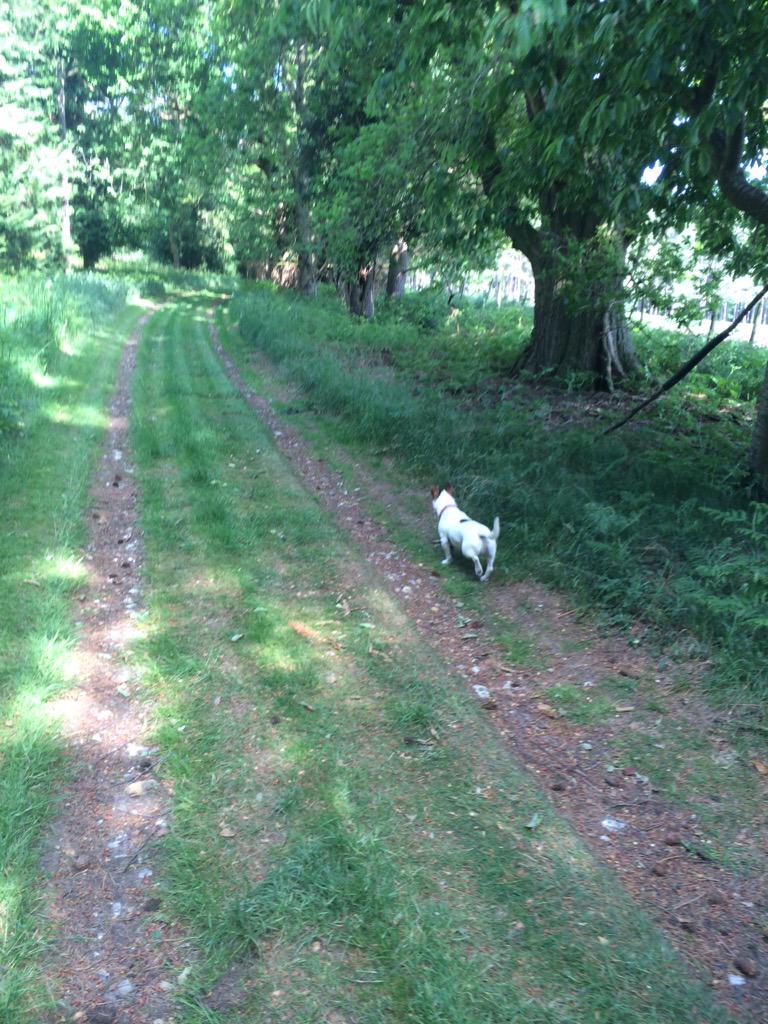 MikeBrownMBP's tweet image. Cooling canopy of a leafy lane &amp;gt; #Sunday appetiser for a glass of @StPetersBrewery #Rubyredale and a roast supper