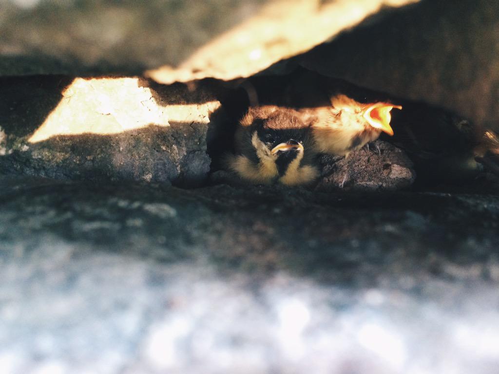 sonna's tweet image. в стенах Новодевичьего голодные птенцы испуганно кричат, а в книжном у усадьбы Трубецких продают лавандовый раф