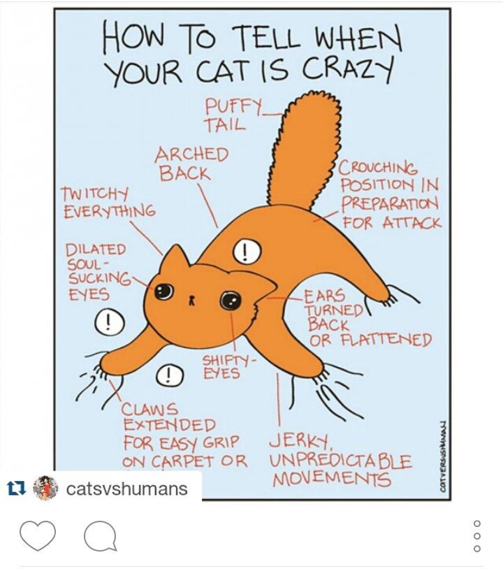 ssshonz's tweet photo. How to tell when ur cat is crazy #catsvshumans 😻😺 http://t.co/ti3sq3UQds
