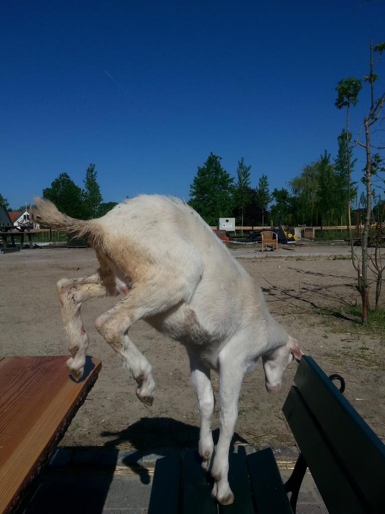Zoek je leuk vrijwilligerswerk? Vort met de geit en kijk op #www.handjehelpen.nl RT ok!
