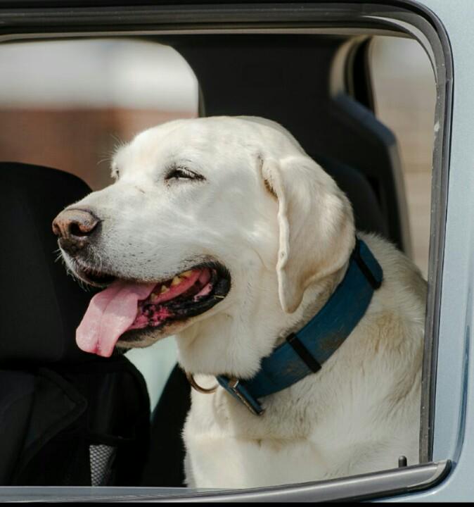 TaylorNorthPics's tweet photo. My boy is enjoying his day :) http://t.co/baeKg3Tabg