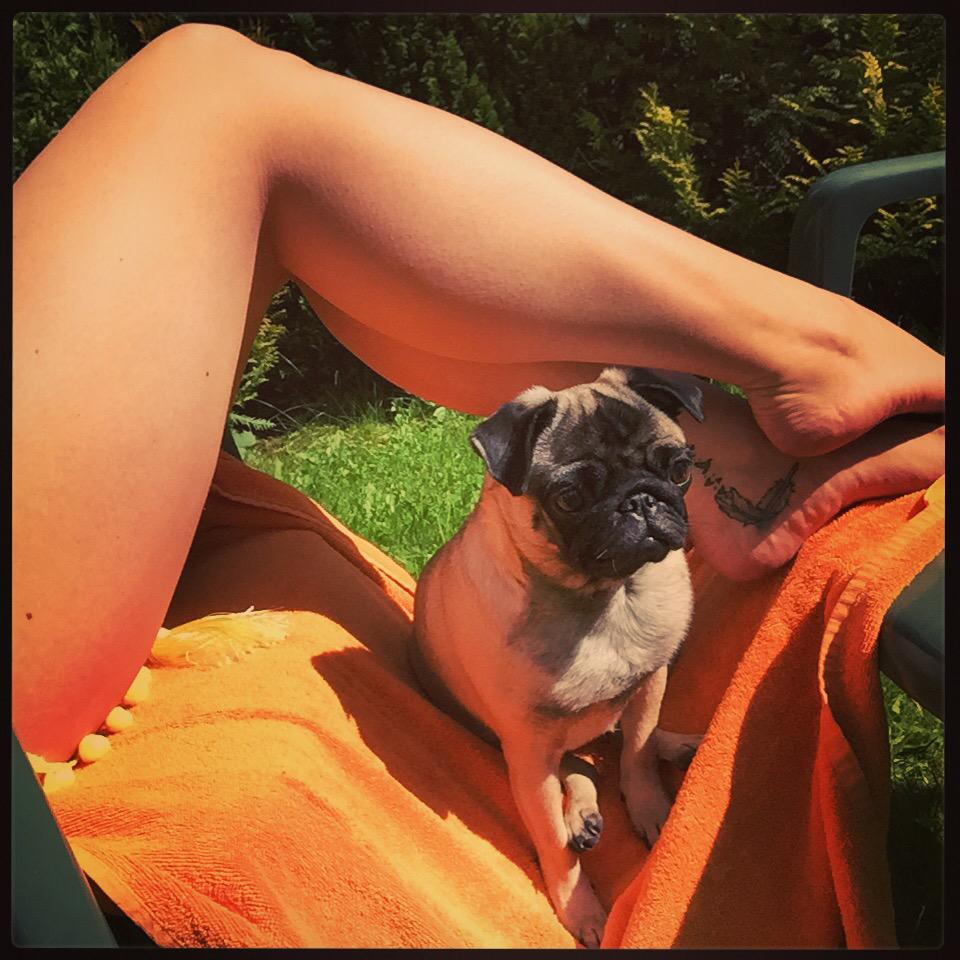 _K8tie_'s tweet image. Sunbathing problems 🙈😎☀️ #MyLittleShadow #Puglet