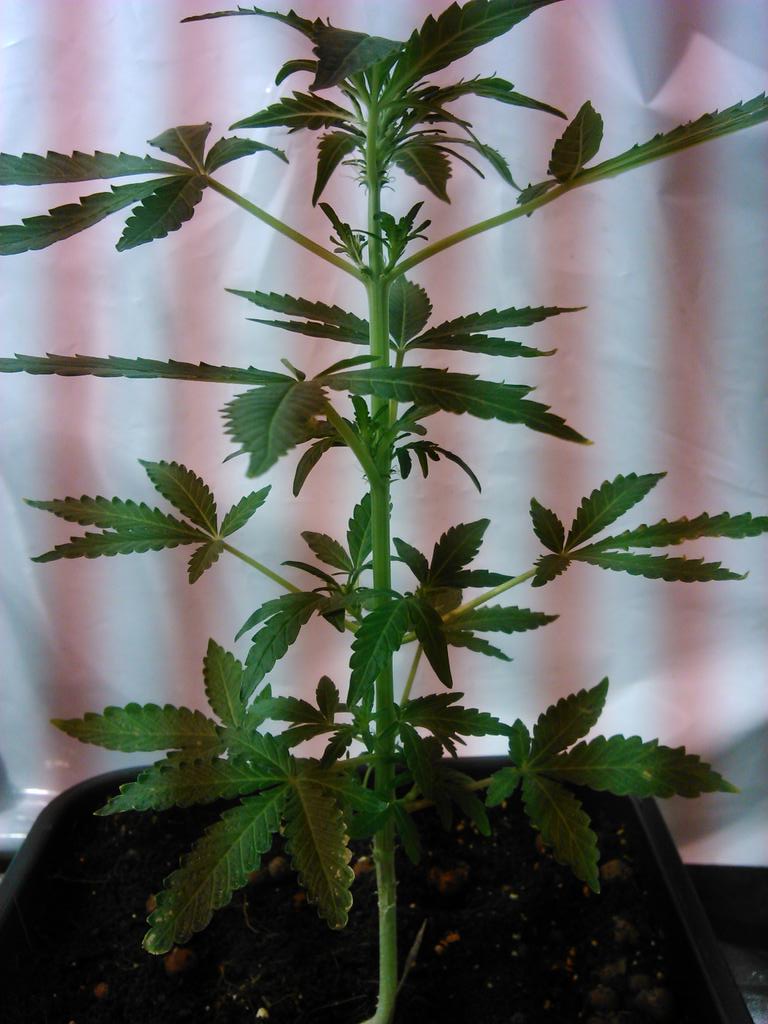 RaeRonaldoeh13's tweet photo. @SuzySeeds #autoAk47
36 day's #onelove #peace #Suzyseeds http://t.co/OxsdfJBAf2