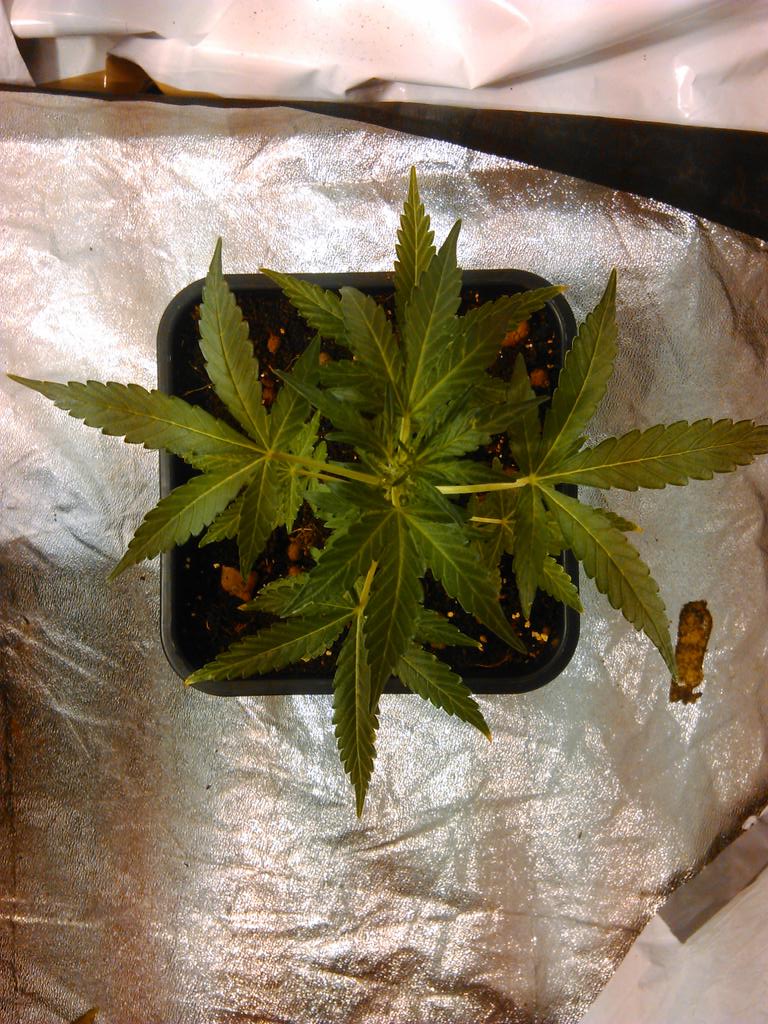 RaeRonaldoeh13's tweet photo. @SuzySeeds #autoAk47
36 day's #onelove #peace #Suzyseeds http://t.co/OxsdfJBAf2
