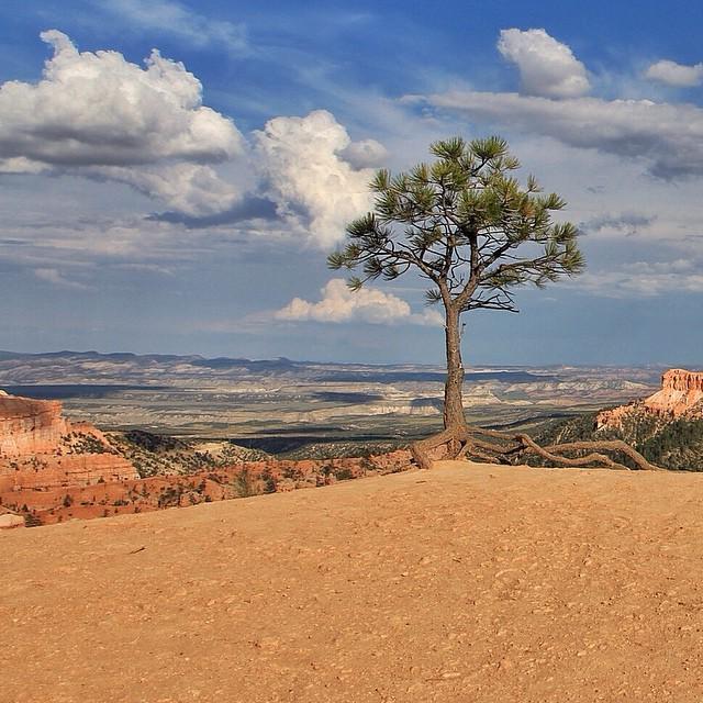 NatlParksPhotos's tweet photo. Bryce Canyon 🌳 by robbas79 http://t.co/WnEbNMDniO