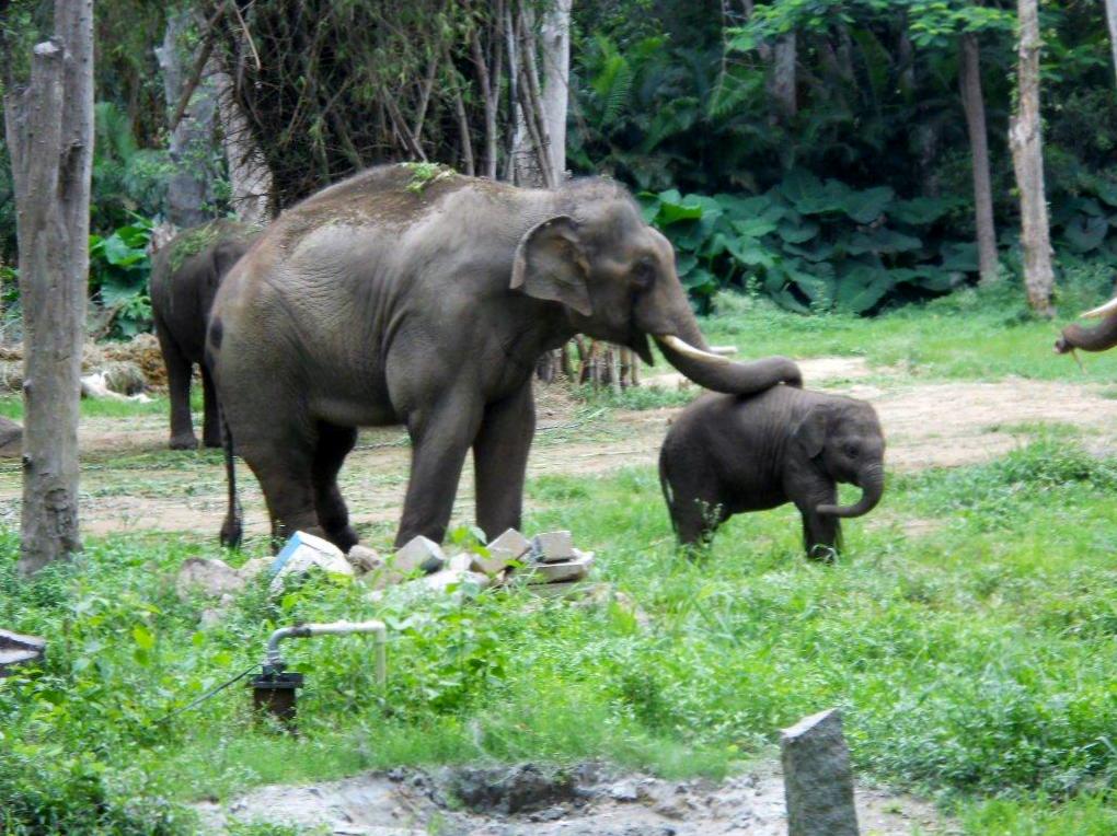 Sunder has been living in his new sanctuary home &amp; enjoying a life free of abuse ever since. #SundersStory