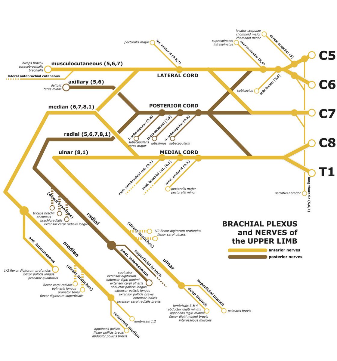 canibagthat's tweet image. If you’re better at memorizing subway maps than anatomy diagrams

Source mnemonicsinmedicine.tumblr.com/post/228292047… 

#FRCPCAnes