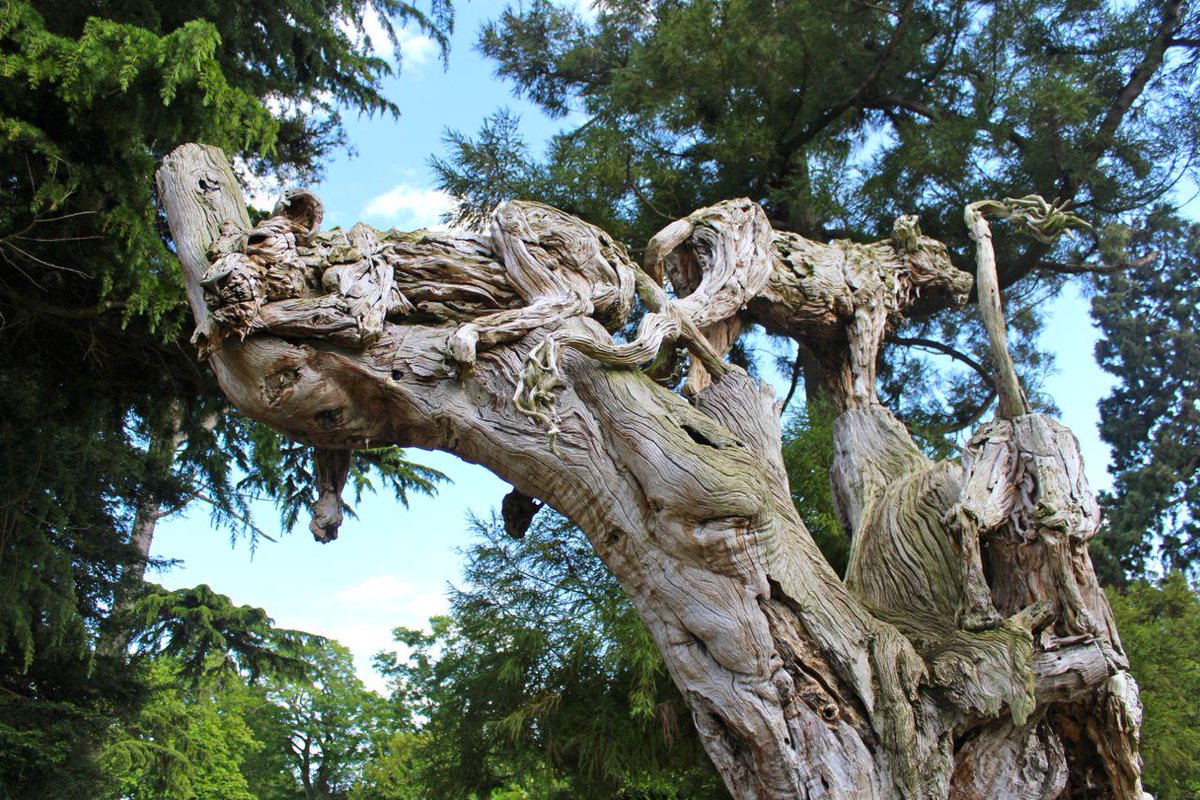 TheBelsizeTwo's tweet image. How stunning are these sculptures @OakleyCourt! Just beautiful! #Windsor #Berkshire #Sculpture #Art