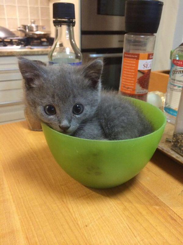 WarmingCuteness's tweet image. lookit his little paw print through the bowl. .