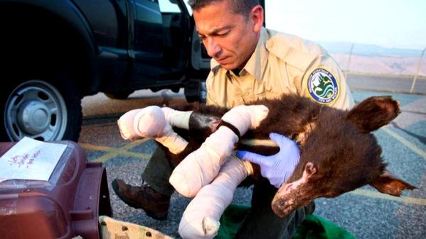 CBSMornings's tweet photo. Cinder the bear's storybook rescue: http://t.co/jEEjEnGn7f http://t.co/LgP4QUIokt