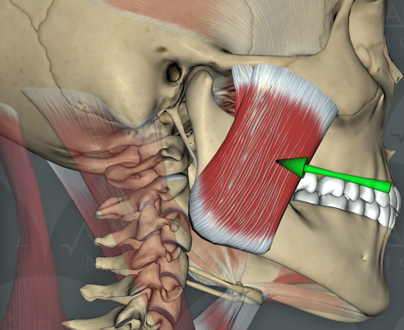 What Is the Strongest Muscle in the Human Body?