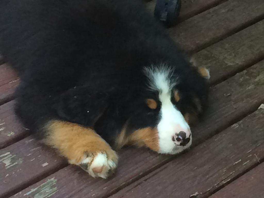 theSTUARTMAC12's tweet photo. When you're gone for the weekend and your mom gets a new dog #gumbo2 http://t.co/Pt1ZEz8khy