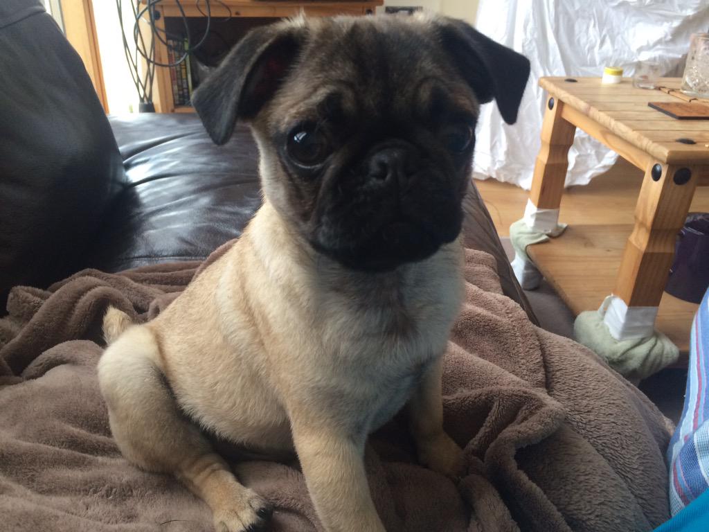 RalphiePug's tweet photo. Clean 'n' cuddly pup #pug #puppy http://t.co/etrm8Dclpu