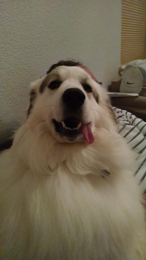 Surlyiously's tweet image. "What?" #dingding