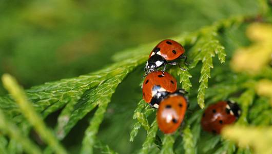 Good bug, bad bug: How can you tell the difference? bit.ly/1MwzBAK