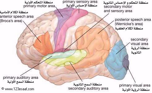 مناطق السمع والاحاسيس فى المخ CG7fyg_UgAAA0AJ