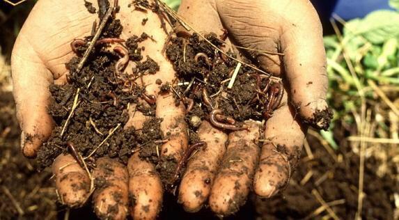 ShiftSoil's tweet photo. A healthy soil is a living #soil - why #soils are important for #biodiversity http://t.co/CMzIGYjUy6 #SoilTalk http://t.co/KJrvRqLnXJ