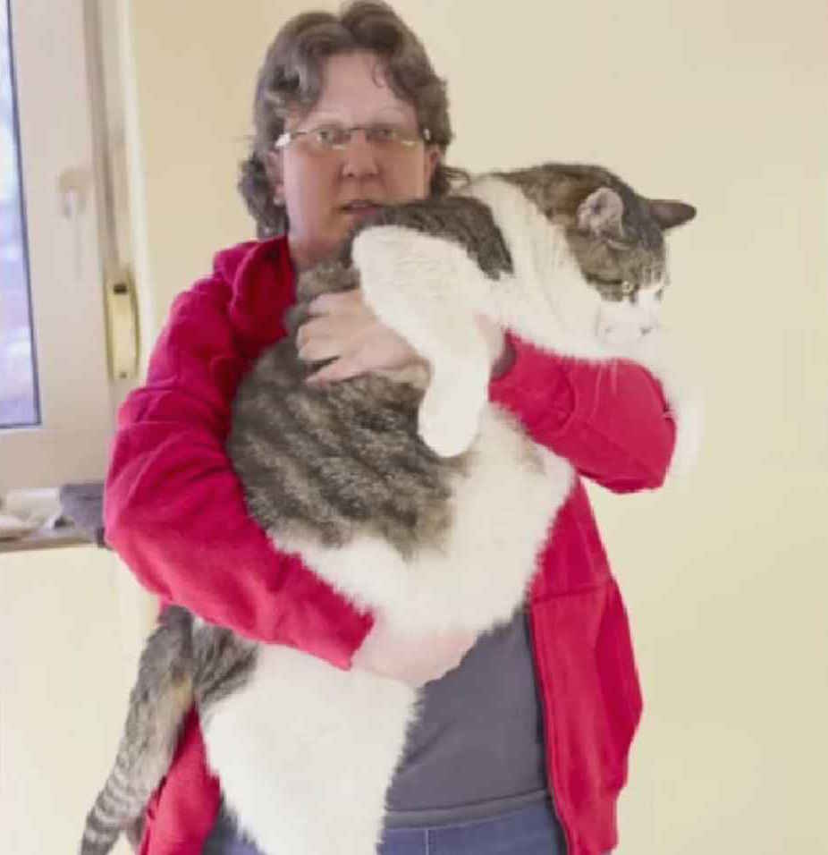 Voici Elvis Le Nouveau Plus Gros Chat Du Monde Qui Pese Plus De 17 Kilos lr Bruno Dans La Radio Scoopnest Voici Elvis Le Nouveau Plus Gros Chat Du Monde Qui Pese Plus De 17 Kilos lr Bruno Dans La Radio Scoopnest